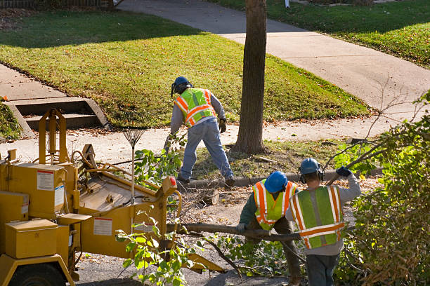 How Our Tree Care Process Works  in Benicia, CA